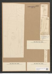 Nitzschia cuvirostirs var. blosterium (Ehr.) V. H. (de-Toni-Nr.: Genus 47, Species 2148) Zeichnungen Sammlung Grunow Nr. 4331 (NHMW-BOT-W0372364)